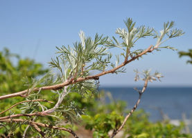 moxa-cecina-rosignano-castiglioncello-livorno-artemisia-arbusto.jpg