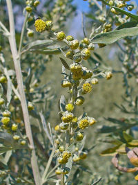 moxa-cecina-rosignano-castiglioncello-livorno-artemisia-fiori.jpg